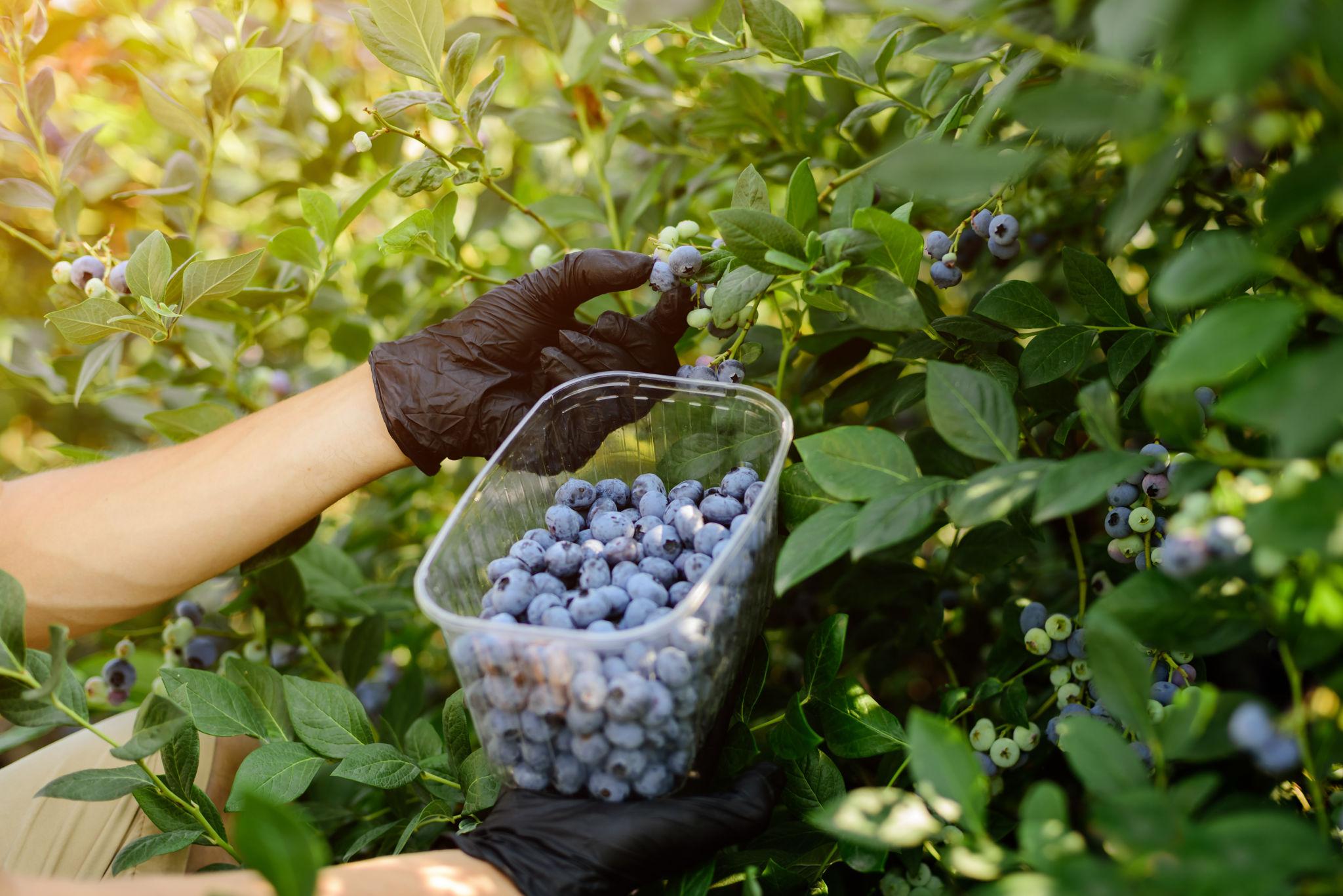 Blueberries harvest